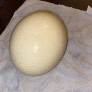 Real Ostrich Egg